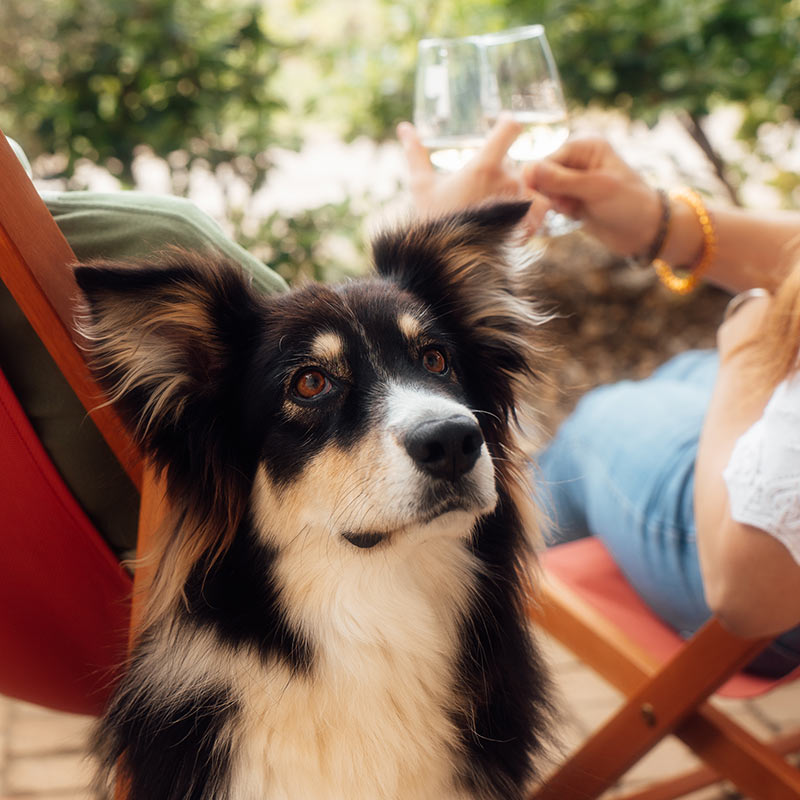Animaux de compagnies acceptés aux gites Les animaux de compagnies sont les bienvenus dans les gites de la Maison Stony