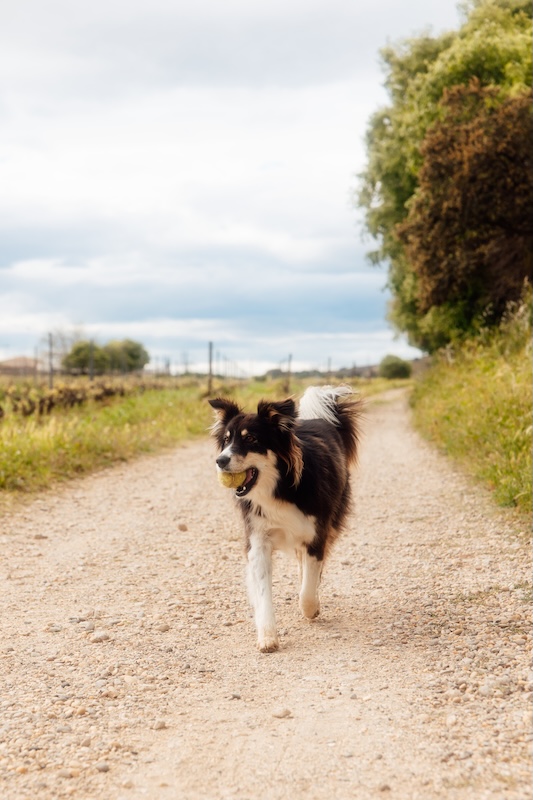 Les chiens et animaux de compagnies sont les bienvenus aux gîtes
