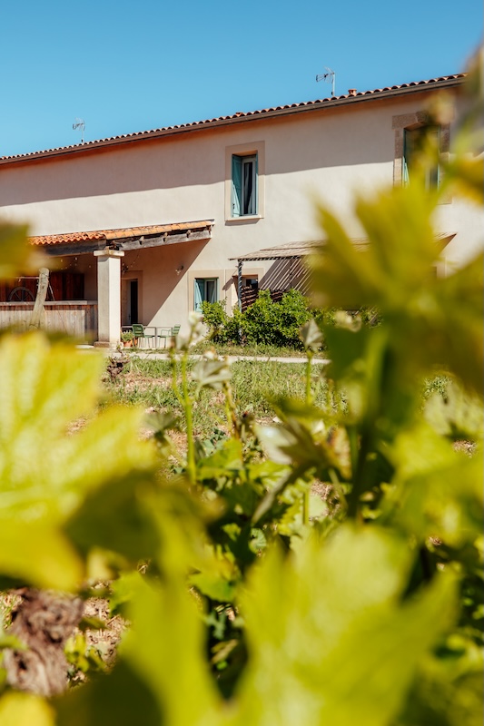 les vignes et la batîsse rénovée des gîtes avec les terrasses face à la Gardiole